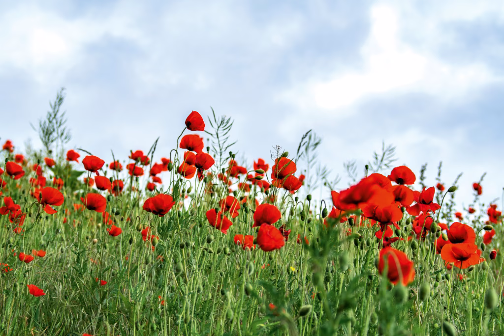 A photo of a field of poppies to illustrate this Scotland's veterans event.